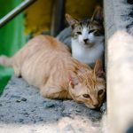 closeup photography of two orange tabby cat and tortoiseshell cat on concrete stairs