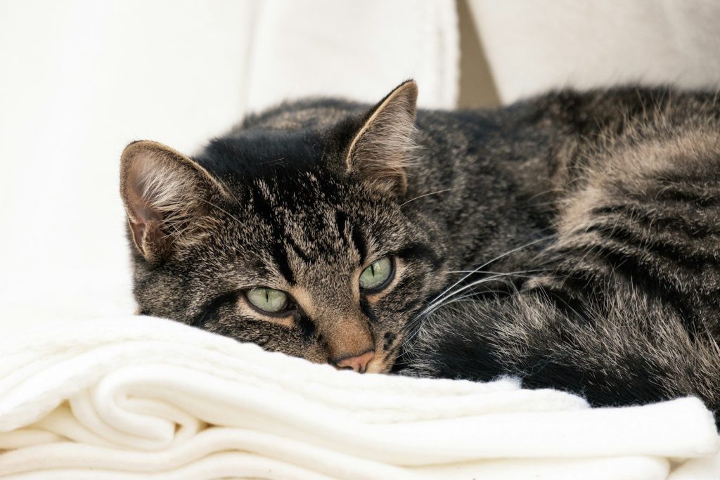 a cat laying on top of a white blanket