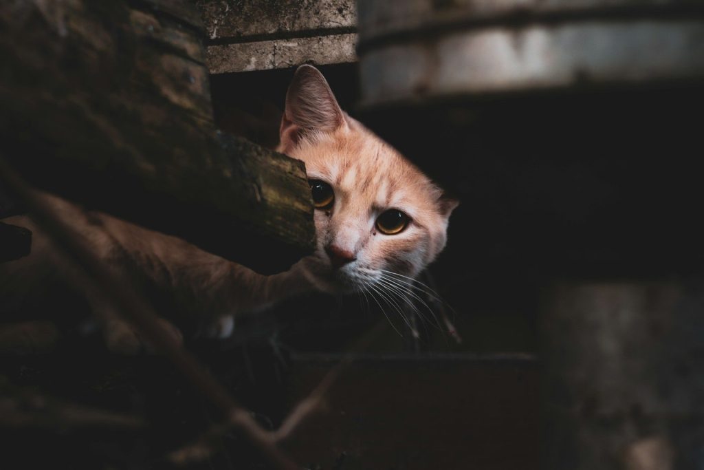 a close up of a cat looking out of a window