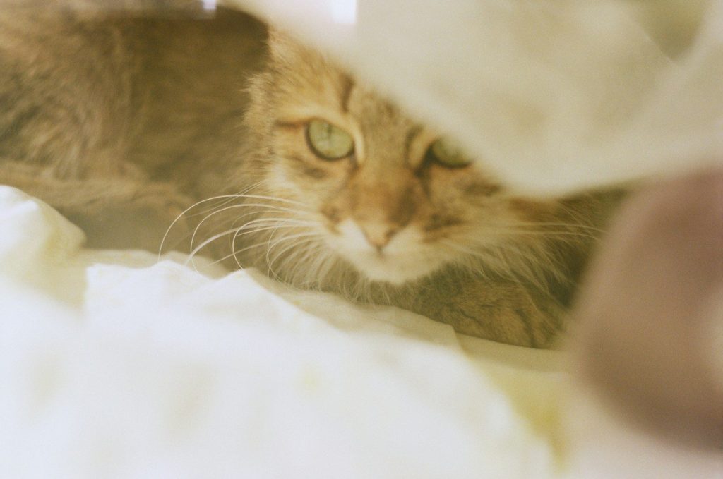 a cat lying on a blanket