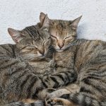brown tabby cat lying on white floor