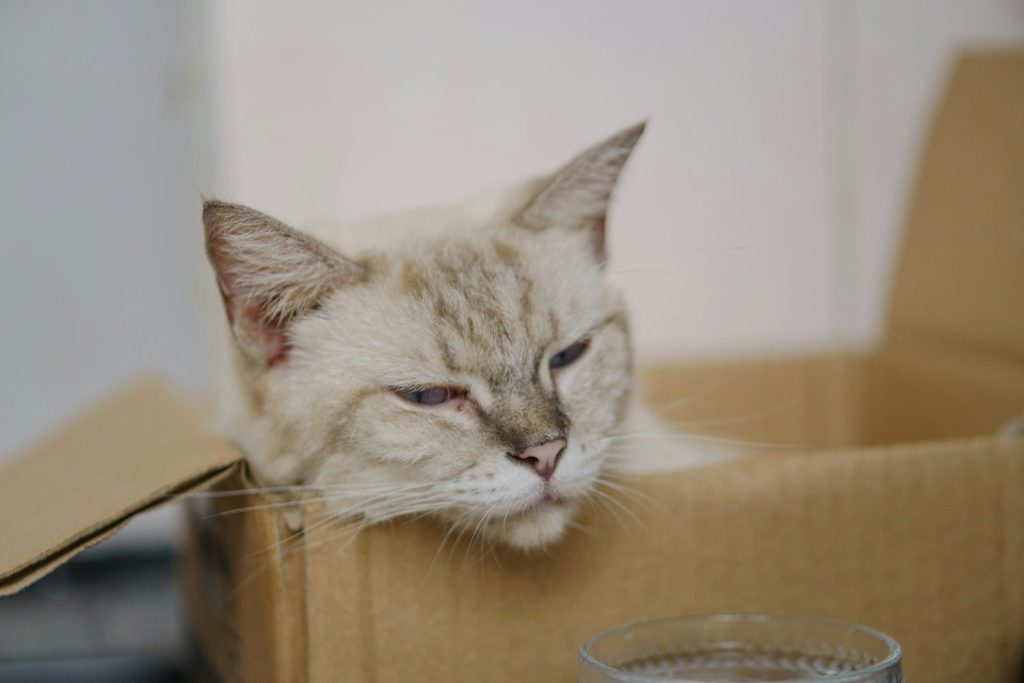 A sleepy cat resting inside a cardboard box.