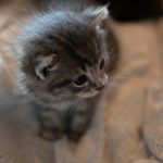 silver tabby kitten