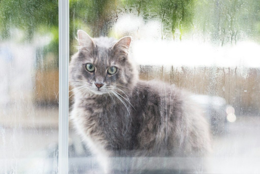 Grey cat looking through a rainy window.