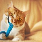 orange tabby cat on white textile