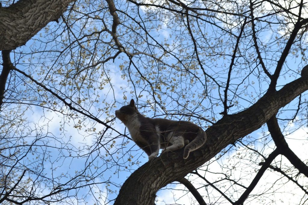 A squirrel perched on a tree branch against the sky