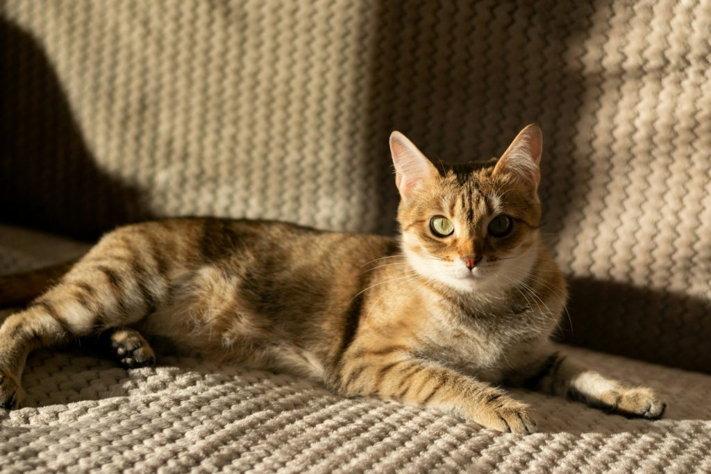 A tabby cat relaxing on a textured couch in sunlight.