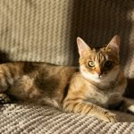 A tabby cat relaxing on a textured couch in sunlight.