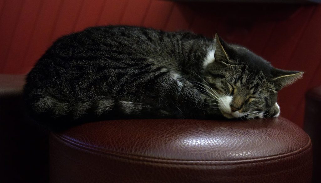 a cat sleeping on top of a brown leather chair