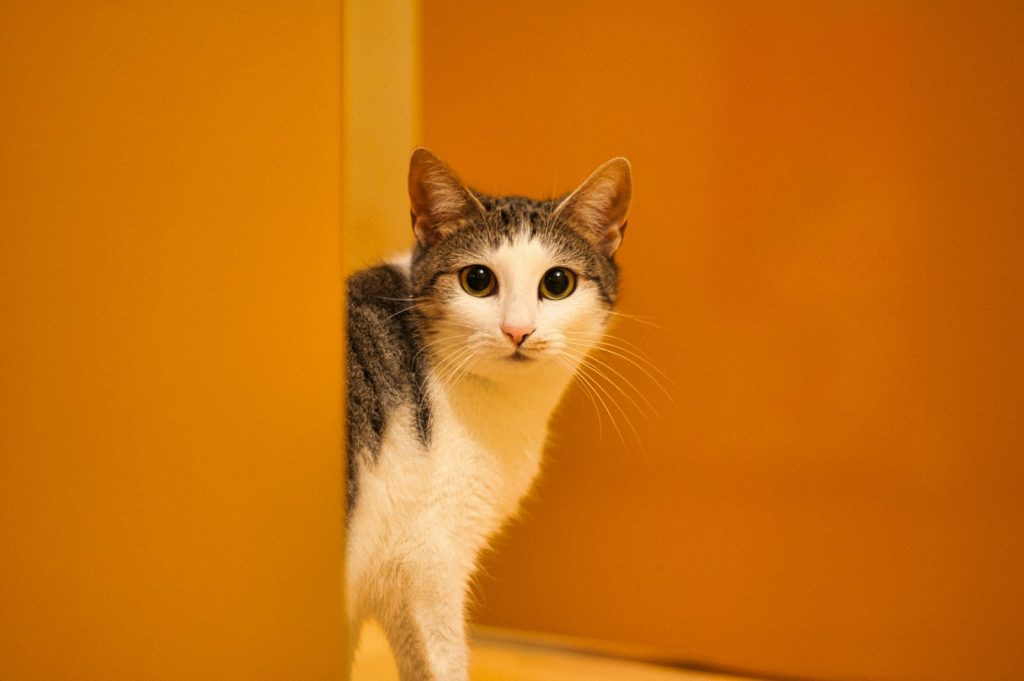 a cat looking at the camera