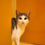 a cat looking at the camera