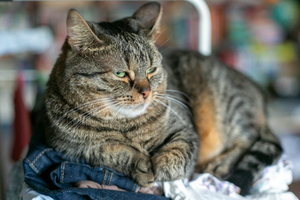 a cat sitting on top of a pair of jeans