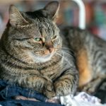 a cat sitting on top of a pair of jeans
