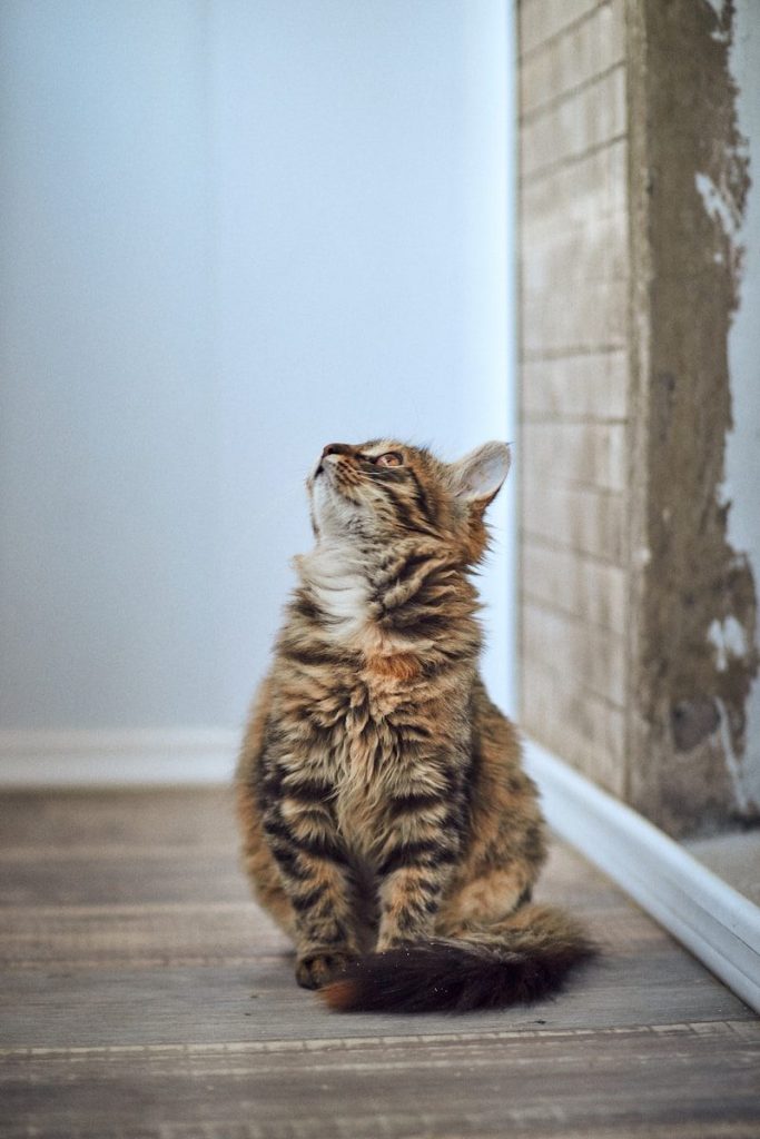 a cat sitting on a ledge