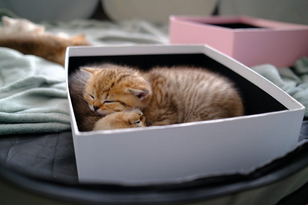 A fluffy kitten sleeps soundly in a white box.