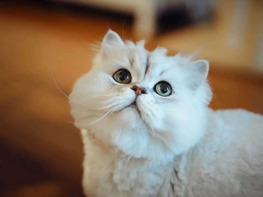 A fluffy white cat with large eyes looking upwards.