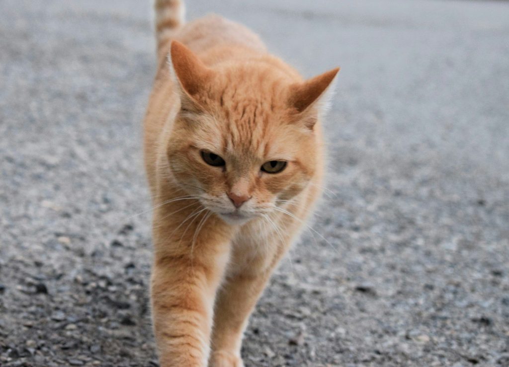 an orange cat walking across a gravel road