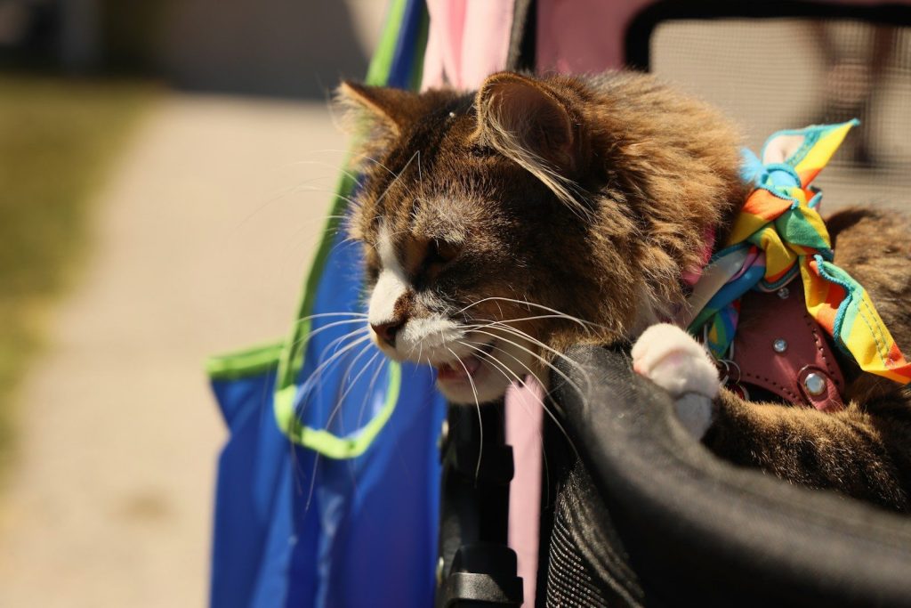A cat is sitting in the back of a car