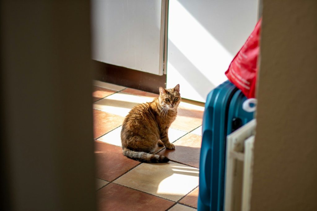 A cat sitting on a tiled floor next to a radiator