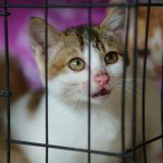 a couple of cats sitting inside of a cage