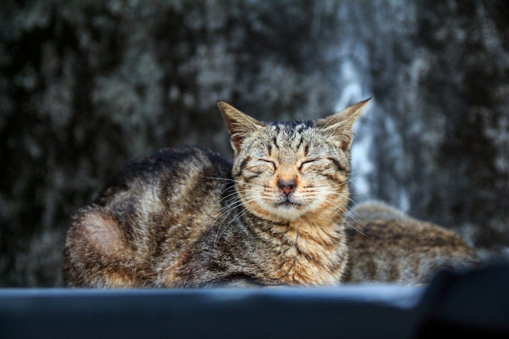 A content cat basks in sunlight with its eyes closed.