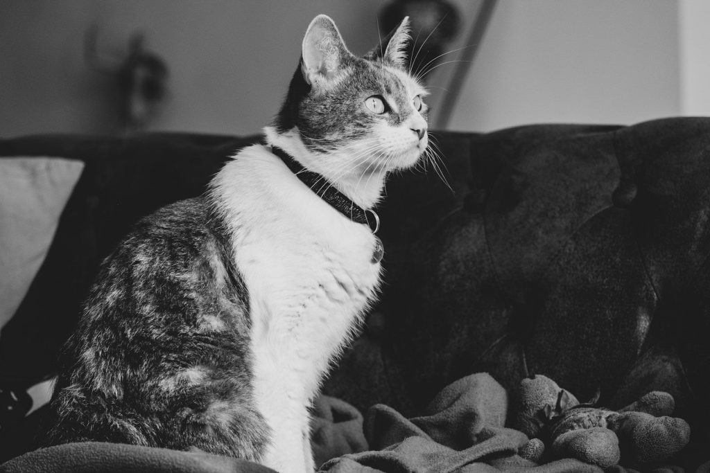 grayscale photo of cat on textile