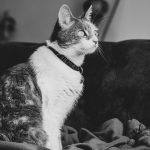 grayscale photo of cat on textile