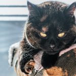 A tortoiseshell cat rests on a patterned blanket.