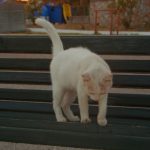 a white cat standing on top of a wooden bench