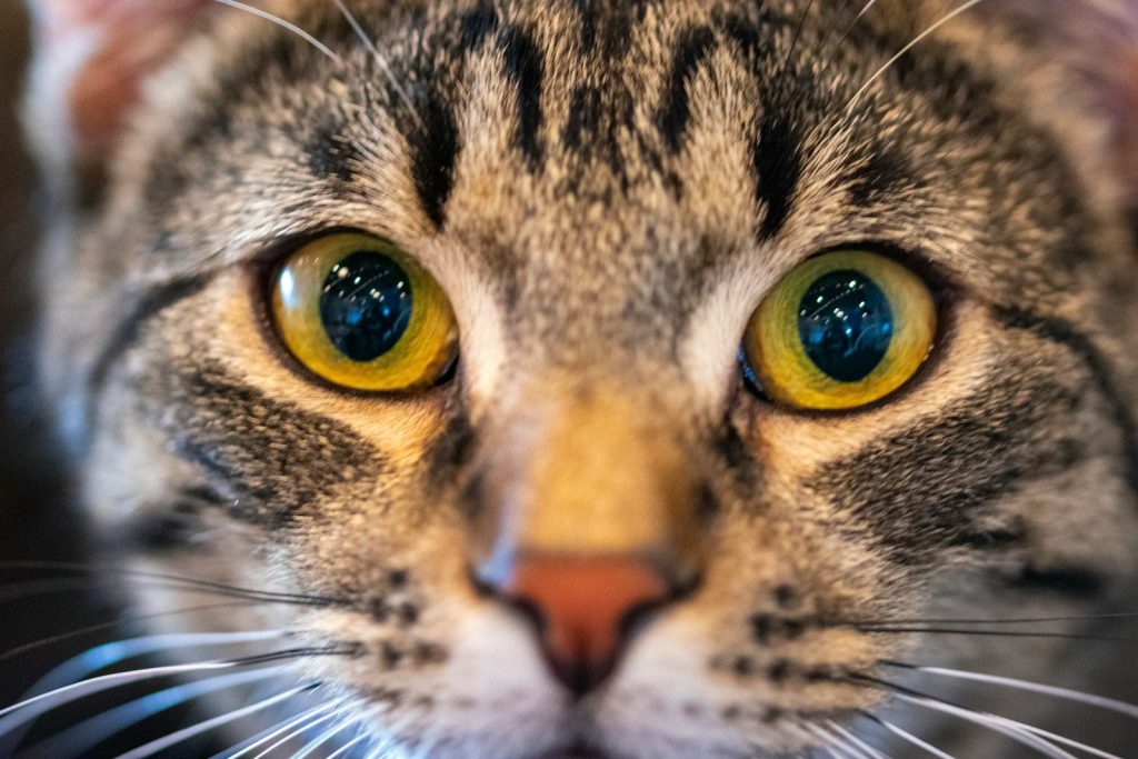A cat's striking eyes stare directly at you.