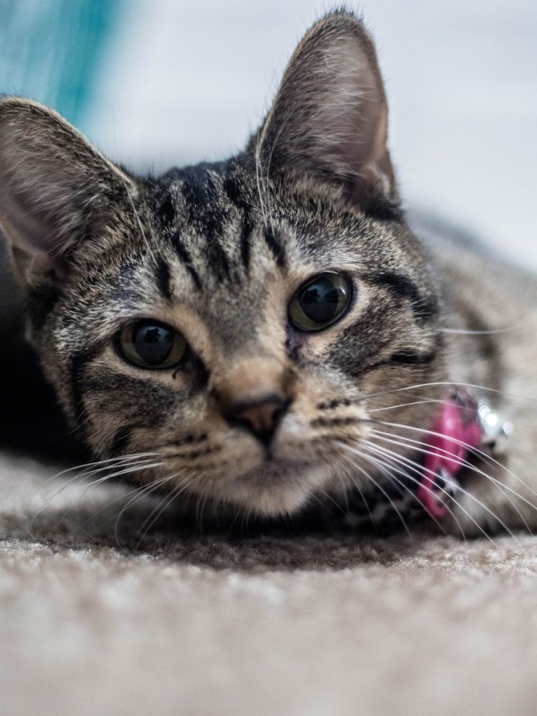 brown tabby cat on white textile