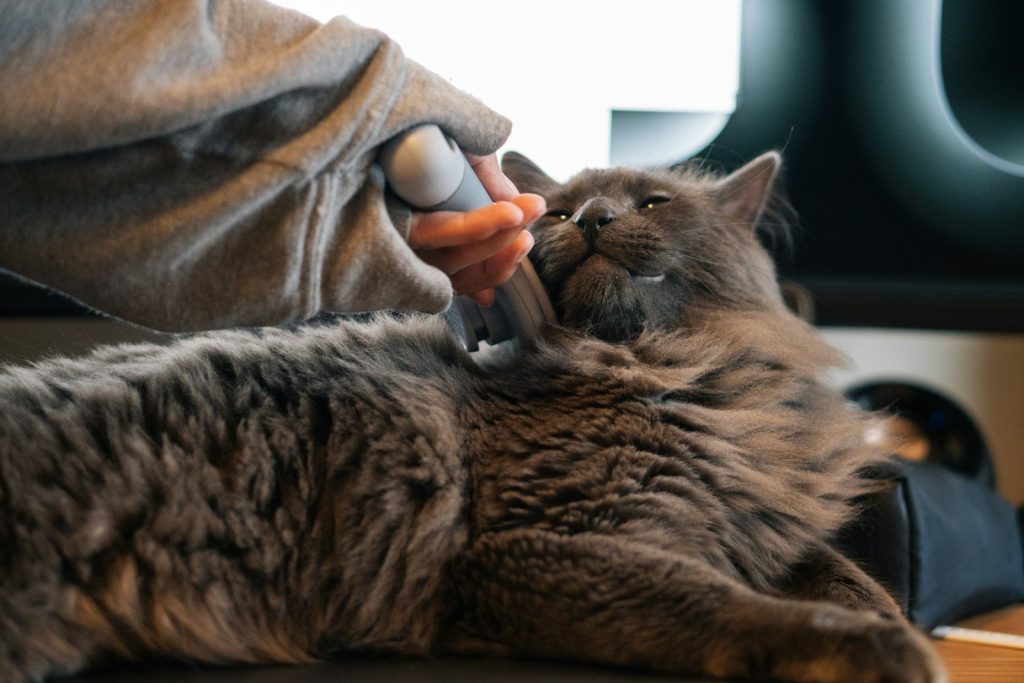 A person gently pets a beautiful gray cat.