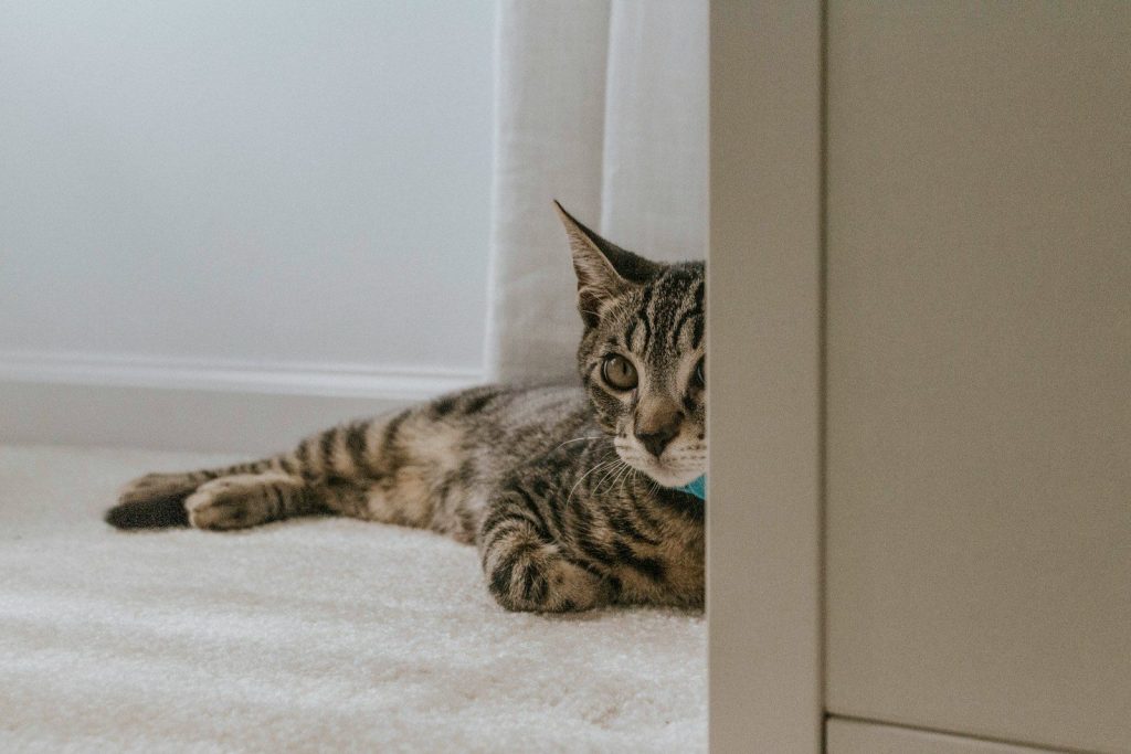 cat reclining on floor