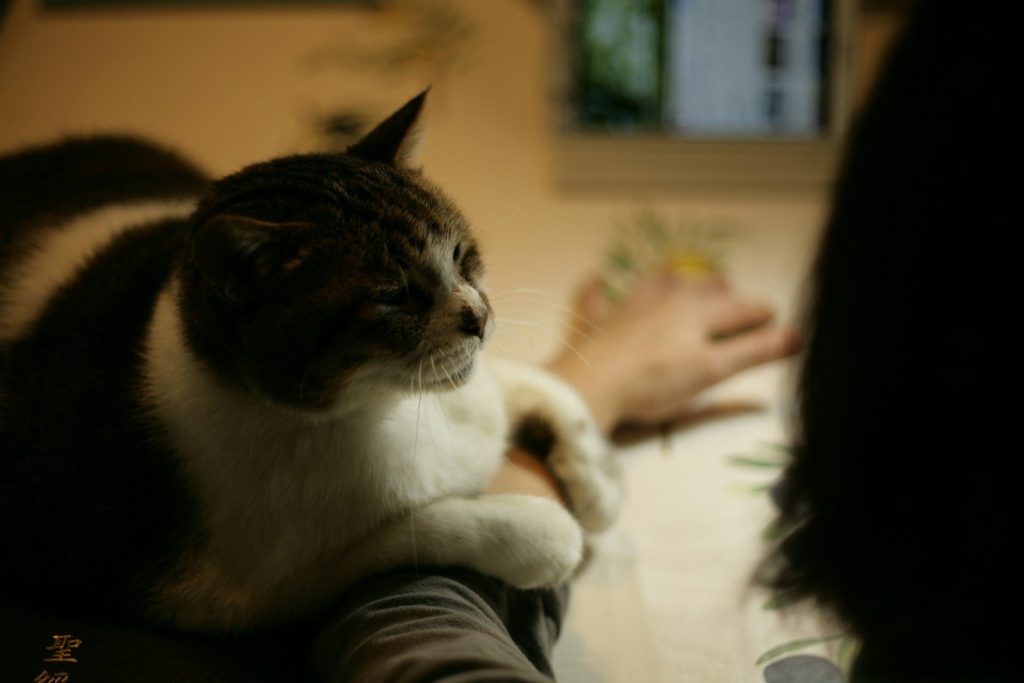 brown and white tabby cat on white table