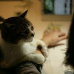 brown and white tabby cat on white table