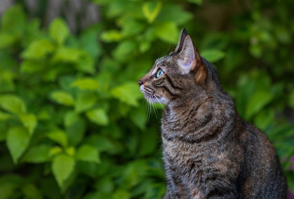 A tabby cat looks up against a green leafy background.