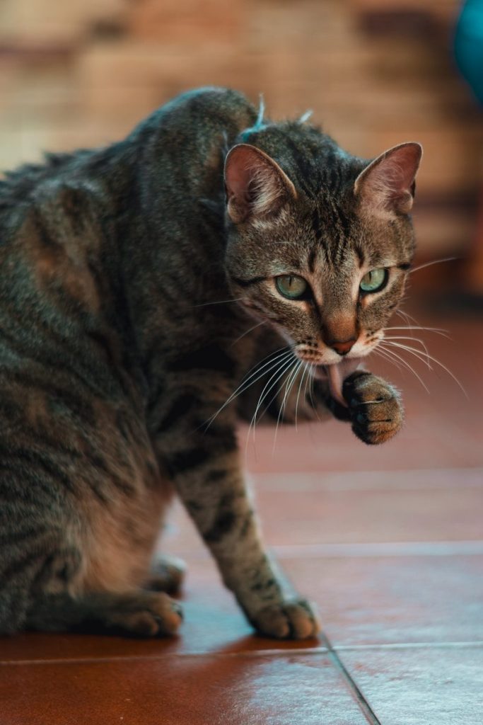 a cat is playing with a toy on the floor
