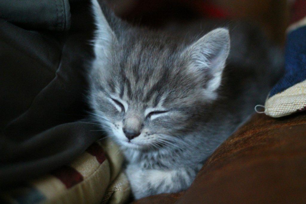 silver tabby kitten on brown leather armchair