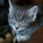 silver tabby kitten on brown leather armchair