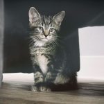 gray tabby kitten under the table