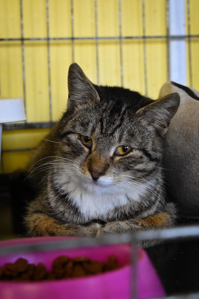black and white tabby cat