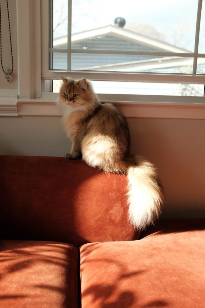 Fluffy cat sitting on a sofa near window