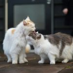 white and brown long fur cat