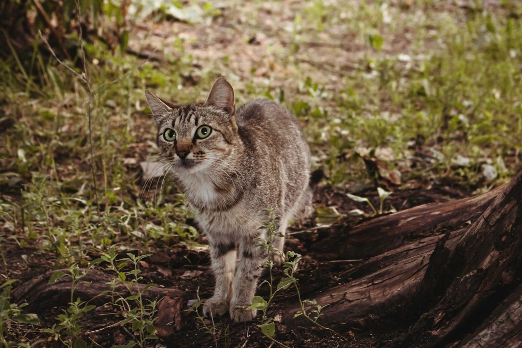 brown tabby cat on brown tree trunk