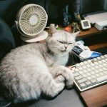 A fluffy cat rests by a computer keyboard.