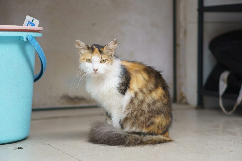 a multicolored cat sitting next to a blue bucket