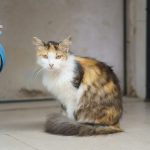 a multicolored cat sitting next to a blue bucket