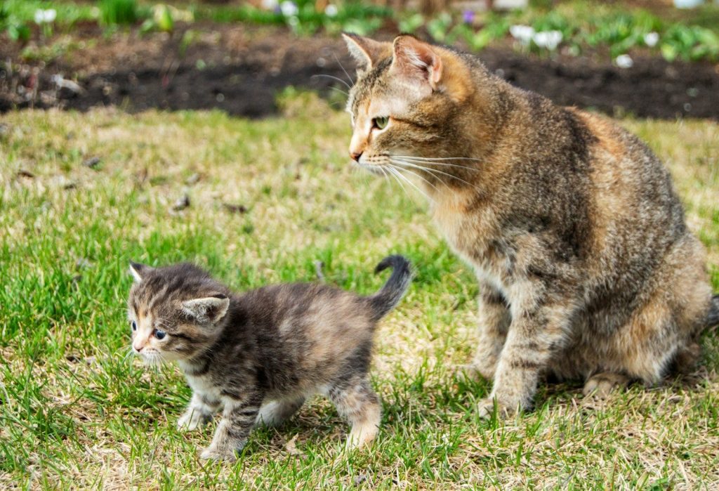 a couple of cats standing on top of a lush green field