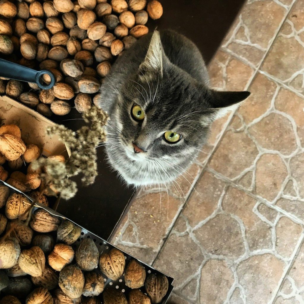 a cat in a basket of nuts