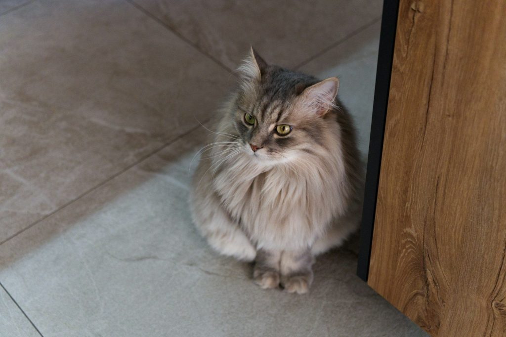 a cat sitting on the floor next to a door